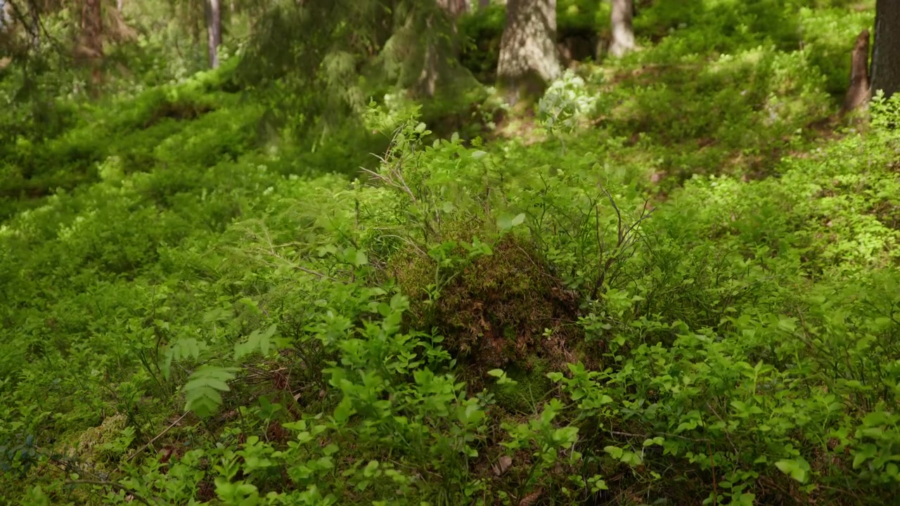 Un denso tappeto di vegetazione e muschio copre il suolo della foresta, creando una scena lussureggiante e vibrante. Ideale per documentari naturalistici o progetti ambientali.