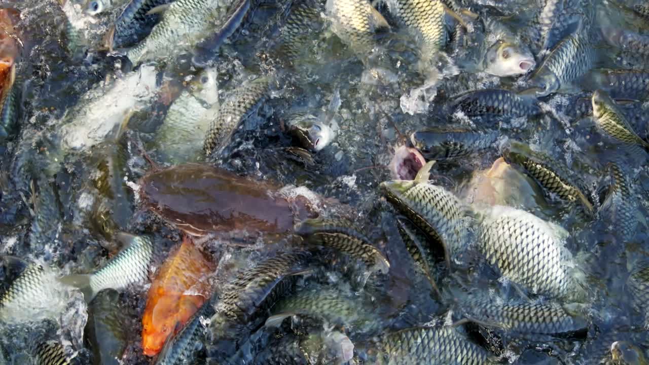 Una vivace scena subacquea piena di vari pesci che nuotano in uno stagno mostrando il loro movimento