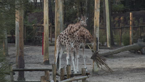 two beautiful giraffes eating food in zoo