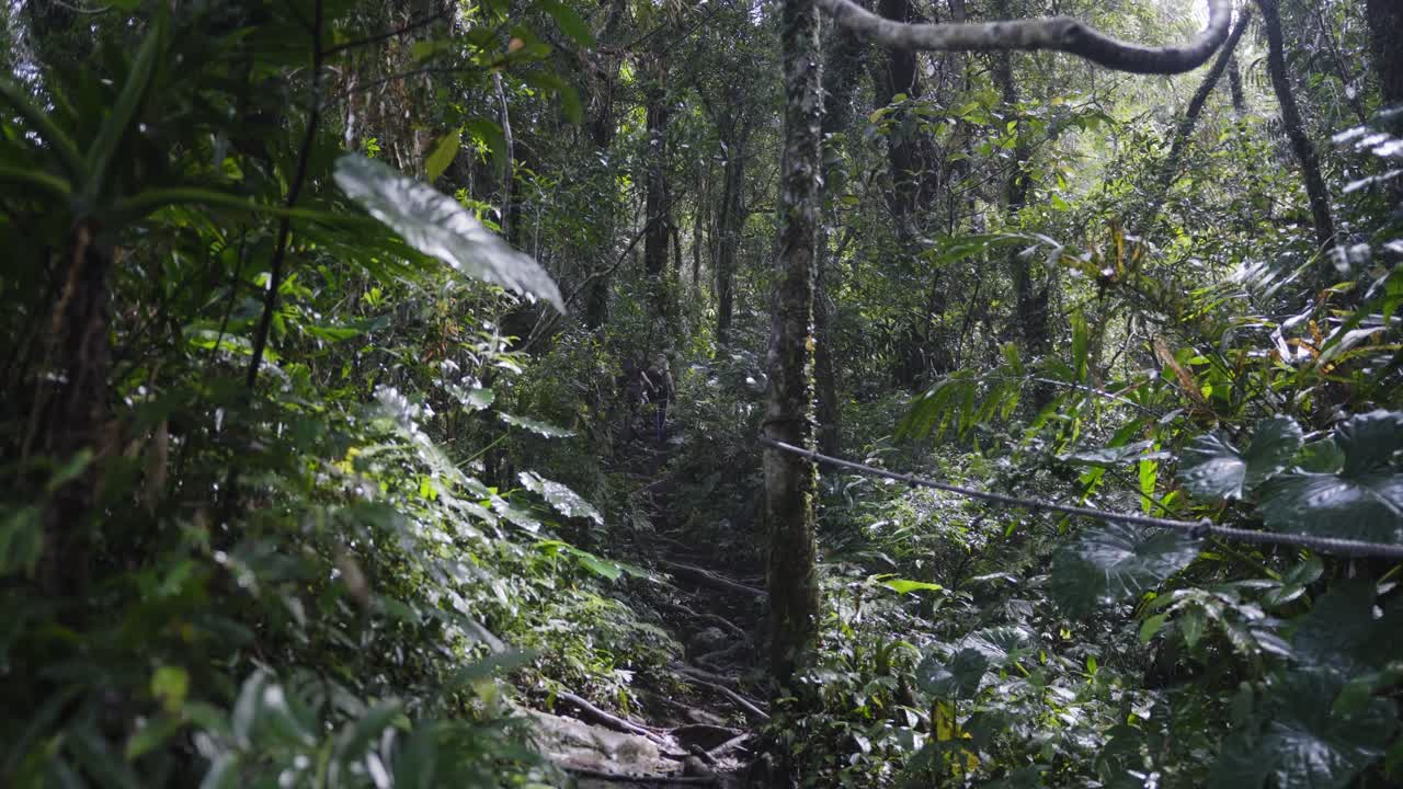 Trappesti i Taiwans frodige jungle- og skovvildnis, folk klatrer i det fjerne