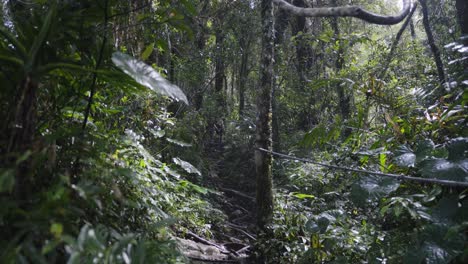 stairs footpath in lush taiwan jungle forest wilderness, people climbing in distance
