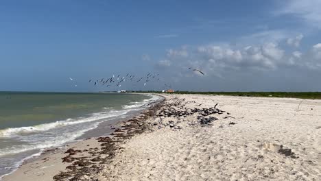 Zeitlupenaufnahme-Von-Möwen,-Die-Auf-Der-Suche-Nach-Nahrung-In-Yucatan-über-Den-Strand-Fliegen