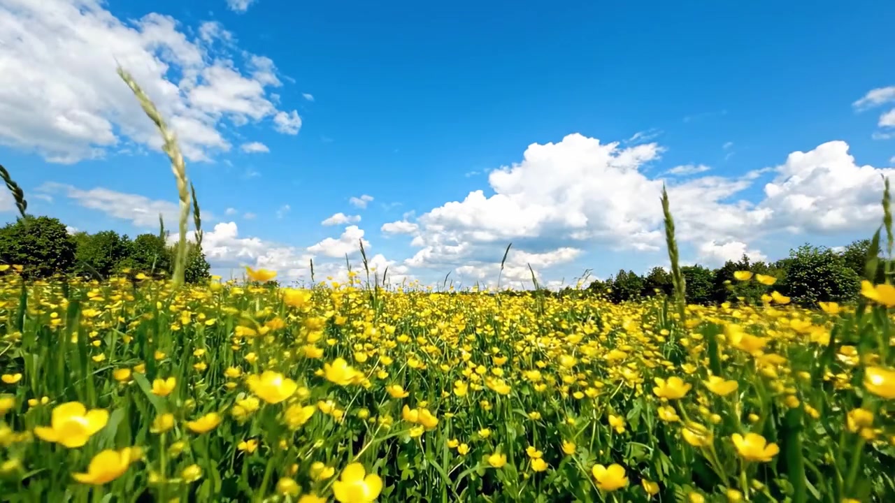 Uno spettacolo mozzafiato di fiori dorati sotto un cielo azzurro brillante con nuvole bianche e soffici in un ambiente di prato verde lussureggiante, catturando l'essenza della bellezza della natura.