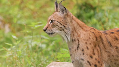 el lince eurasiático (lince lince) en el bosque.