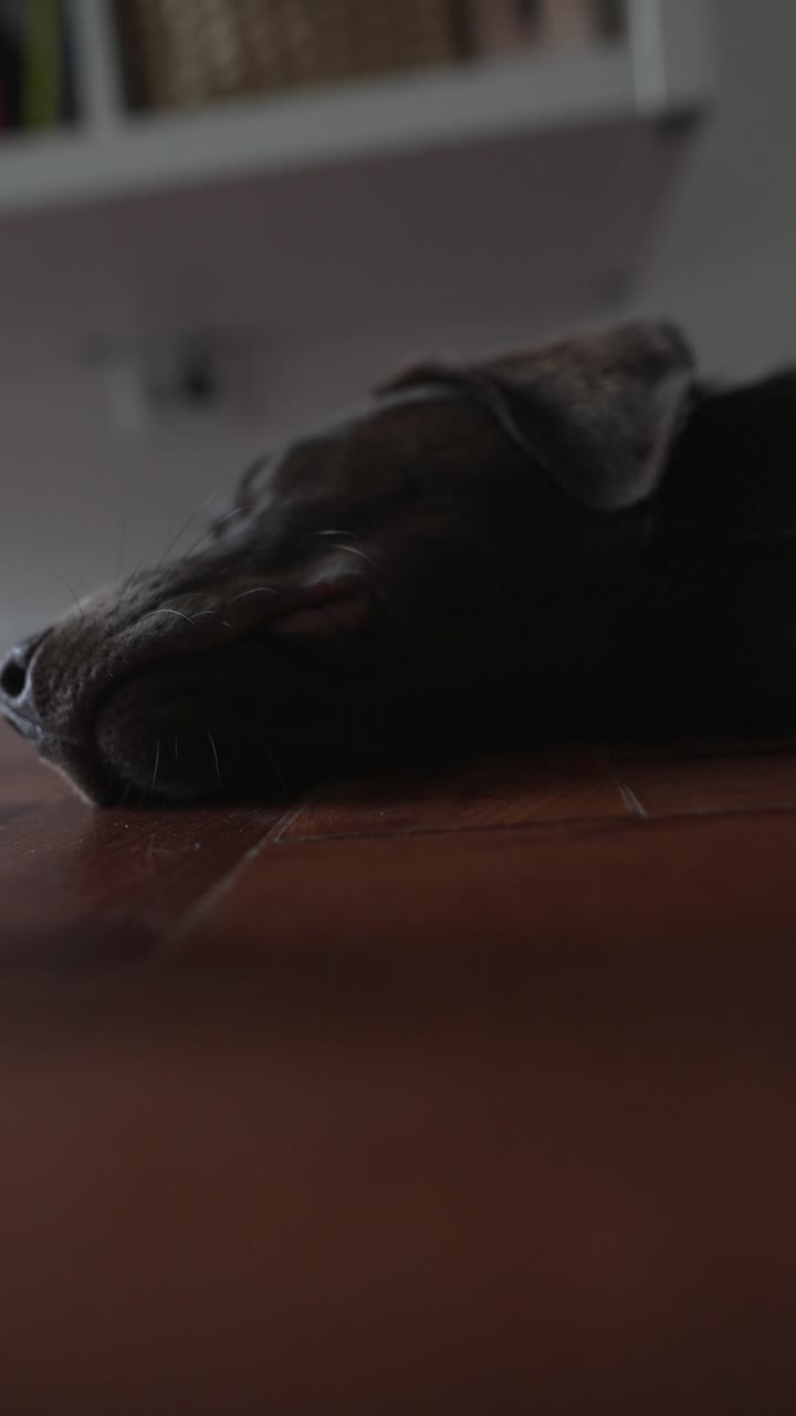 A chocolate labrador is sleeping on the floor