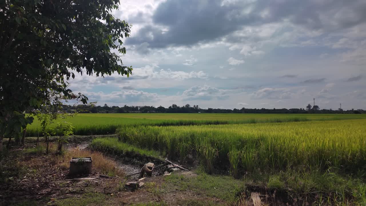 Scenic view of lush green rice fields in northern Thailand under a cloudy sky The agricultural landscape features a tree in the foreground showcasing the rural scenery and farming industry