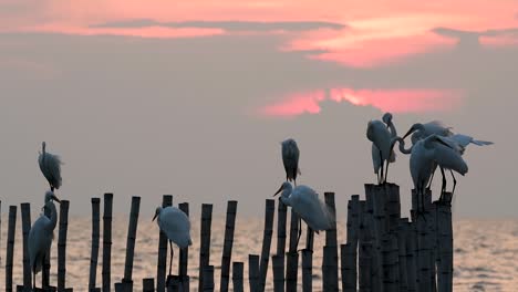 the great egret, also known as the common egret or the large egret