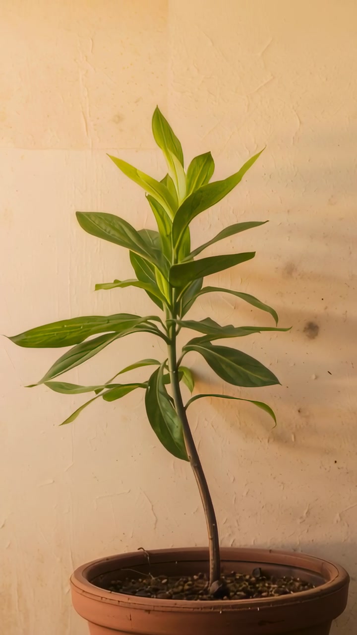 Vertical video: Steadying camera capturing potted plant on beige wall, centering to show clay pot