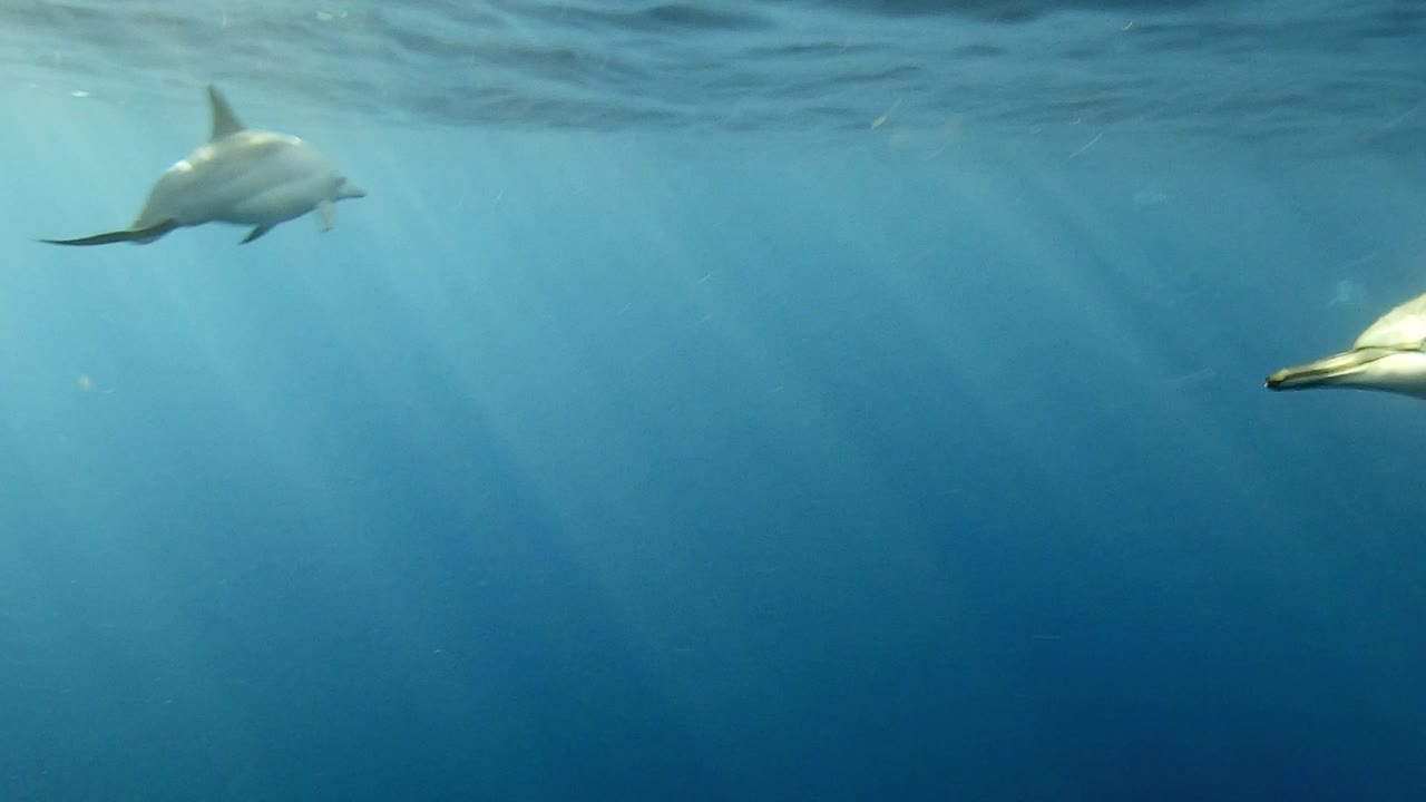 A pod of beautiful Spinner Dolphins swimming in the open ocean - underwater