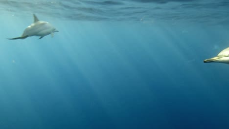 una manada de hermosos delfines giradores nadando en el océano abierto - bajo el agua