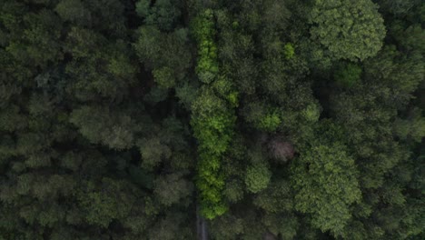 Camino-En-El-Denso-Bosque-Verde-De-Coyomeapan,-México,-Vista-Aérea-De-Arriba-Hacia-Abajo