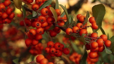 Nahaufnahme-Von-Roten-Beeren-Auf-Pflanzen-Im-Garten