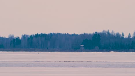 White-tailed-eagle-sitting-on-ice-frozen-lake-distant-view