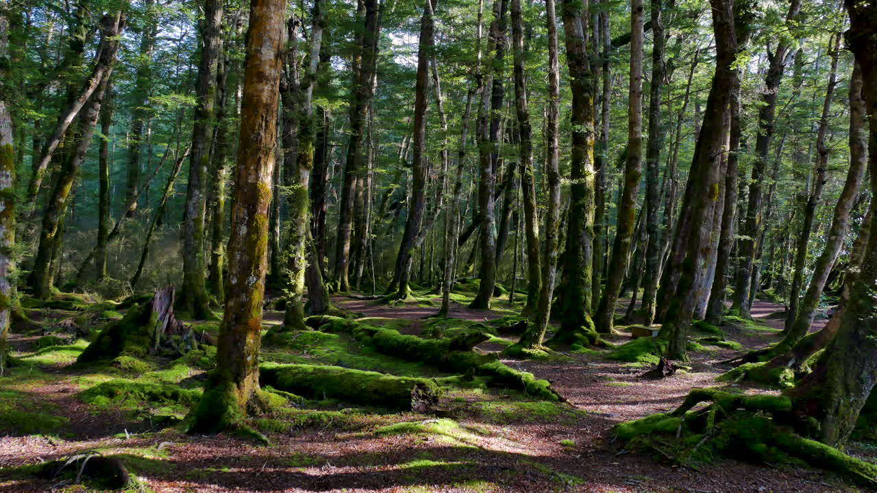 Ampia inquadratura che mostra una foresta da sogno con muschio sul terreno e molti alberi durante una giornata di sole nel Parco Nazionale di Fiordland.
