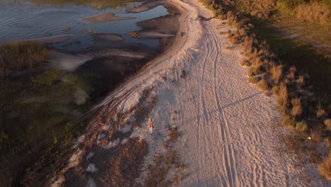 aerial tracking shot of woman walking on sandy beach beside rural lake during beautiful golden sunset light - laguna negra in uruguay,south america