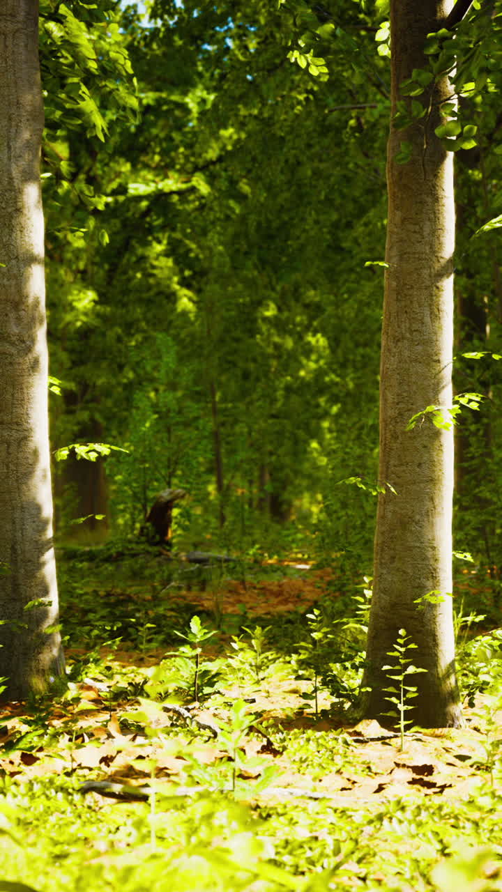 Il tranquillo sentiero della foresta