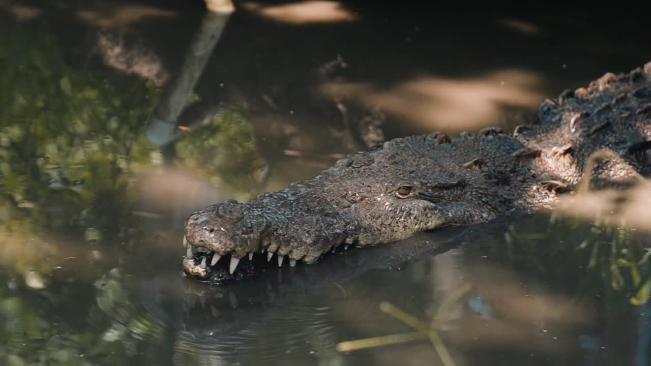 Close-up of a crocodile partially submerged in murky river water, showcasing its powerful jaw and textured skin in 4K.