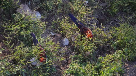 rosella carmesí en busca de alimento en el verde exuberante