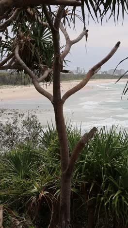 vista estática de una playa a través de las ramas de los árboles