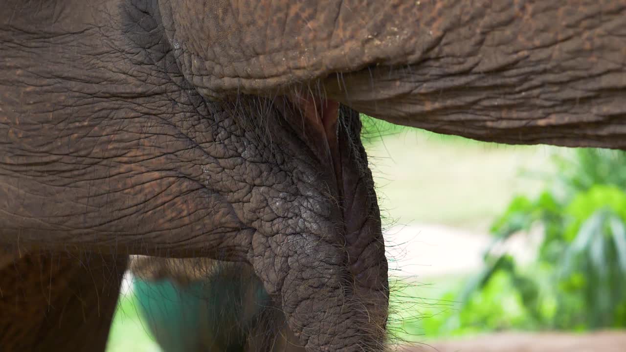 elefante asiático rescatado comiendo comida en un santuario de vida silvestre.