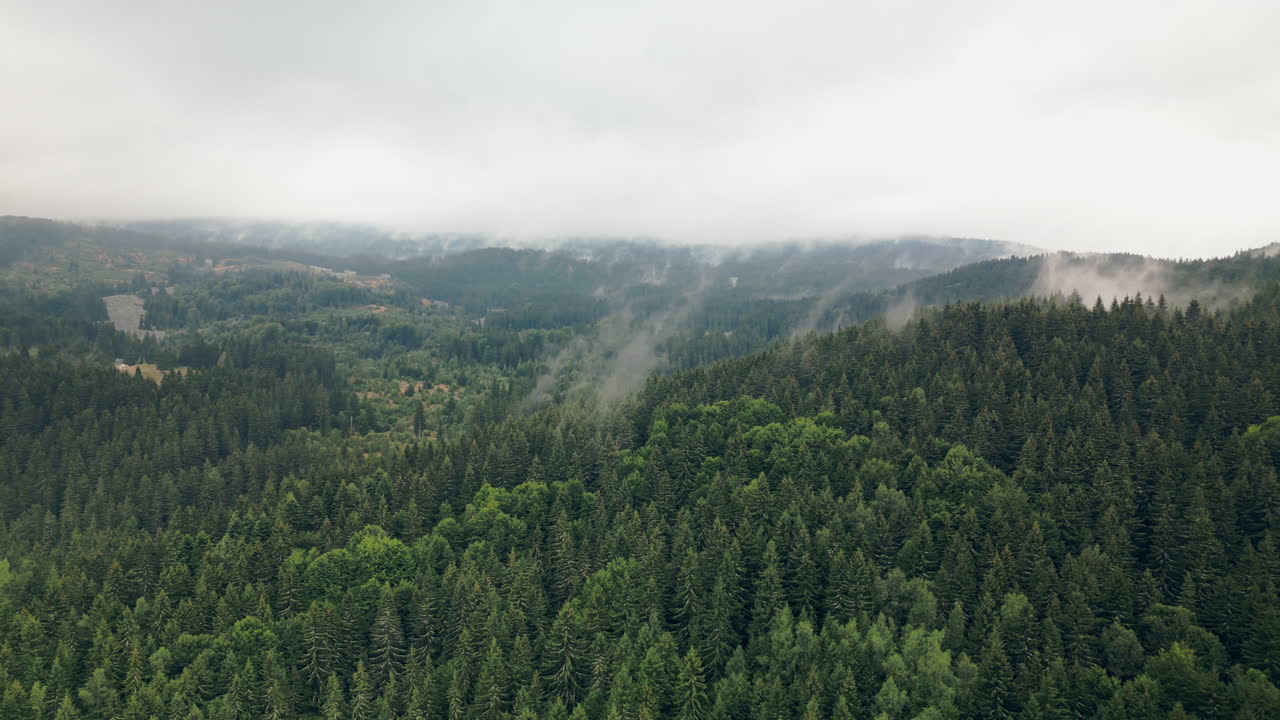 Drone Flying Down the Side of Foresty Mountain with Heavy Tree Fog, in Vitosha Natural Park