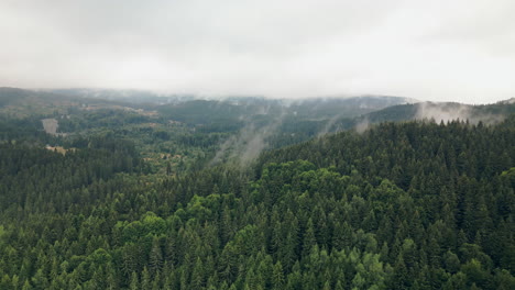 drone flying down the side of foresty mountain with heavy tree fog, in vitosha natural park