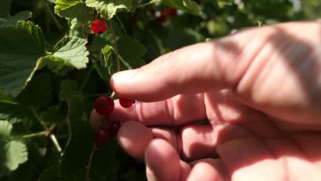 Hand-picking-ripe-red-currants-in-garden,-seasonal-gardening,-close-up