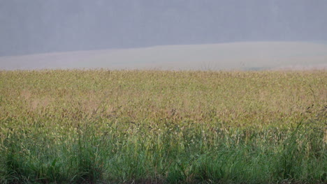 Fuertes-Lluvias-Y-Viento-Sobre-Un-Campo-De-Trigo-Durante-La-Temporada-De-Huracanes