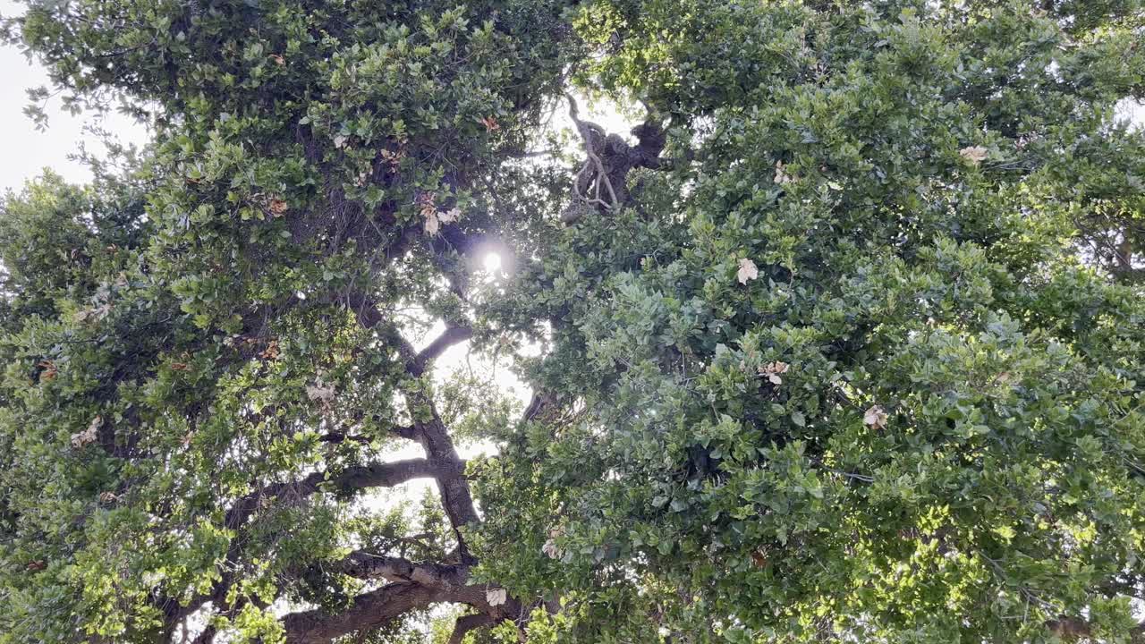 view of a tree with a lot of branches, with the Sun peaking through them
