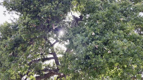 Vista-De-Un-árbol-Con-Muchas-Ramas,-Con-El-Sol-Asomando-A-Través-De-Ellas.