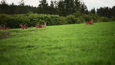 Rothirschzucht-In-Schottland-–-Statische-Aufnahme