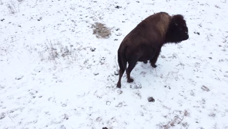 Vista-Aérea-De-Bisontes-Hacia-Arriba-Y-Hacia-Afuera-Para-Revelar-El-Campo-De-Invierno