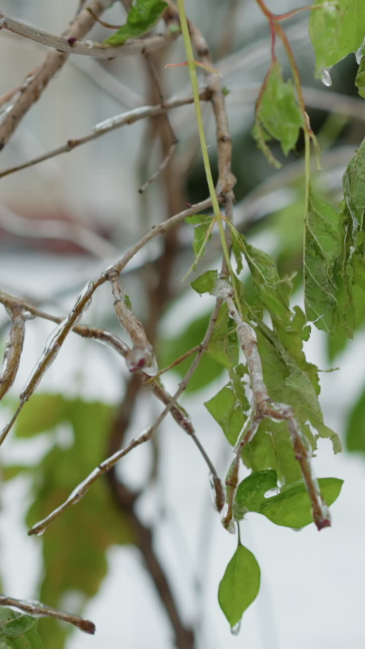 Close-up of green shrubbery covered in snow and ice, highlighting intricate frozen textures on leaves and branches, set against a blurred wintry background with faint view of building in distance