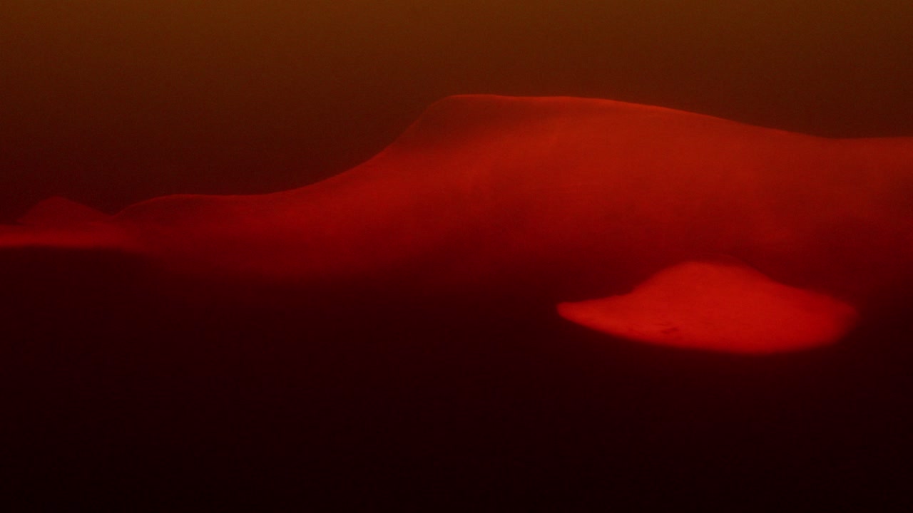 Close-up of the pink dolphin swimming in the dark waters of the Amazon river