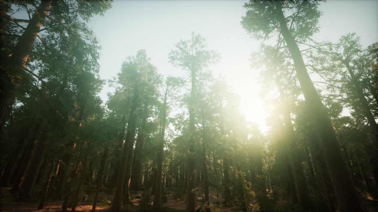 paisaje de puesta de sol brumosa del bosque de secuoya