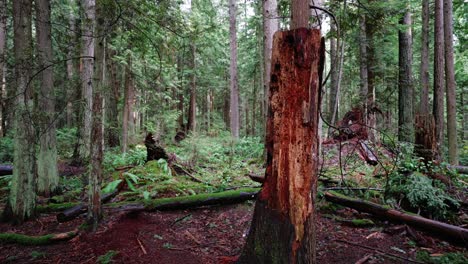 pacific northwest, pacific spirit regional park in vancouver, british columbia beautiful forest trees clip