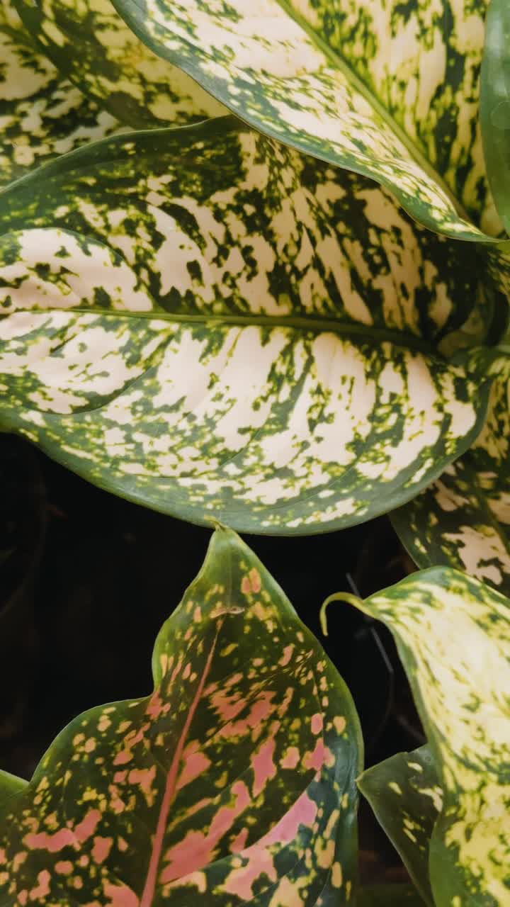 Close-up of Houseplant Leaves