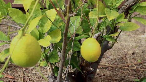 shots of lemons growing