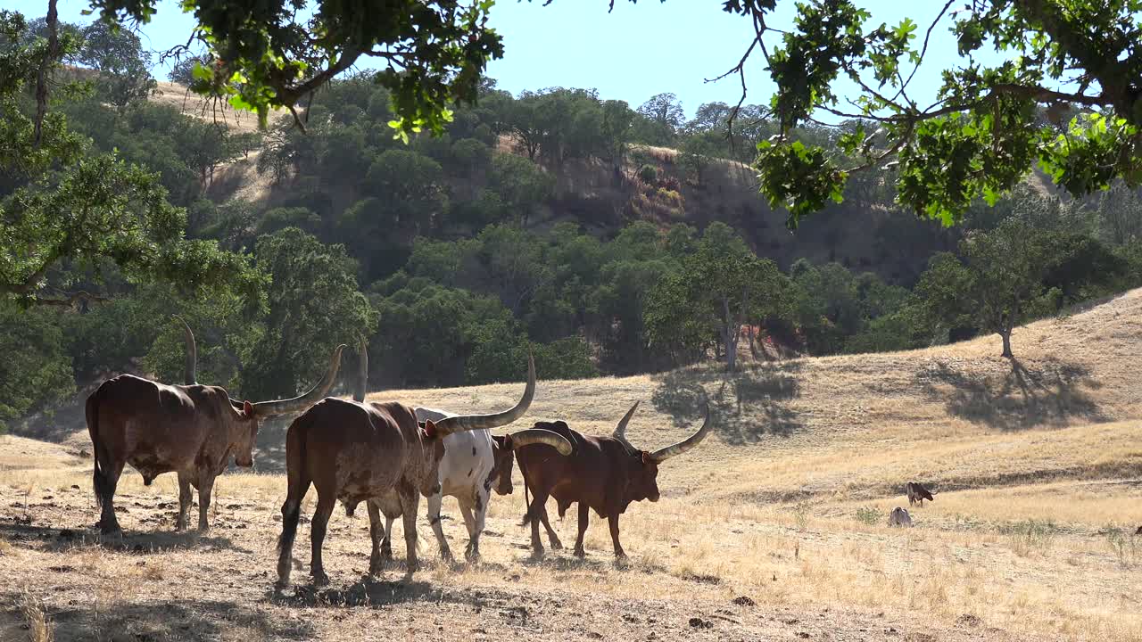 들판에서 풀을 뜯는 텍사스 롱혼 소 2