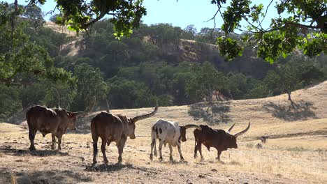 Texas-longhorn-cattle-graze-in-a-field-2