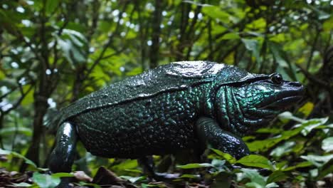 rana del bosque oscuro