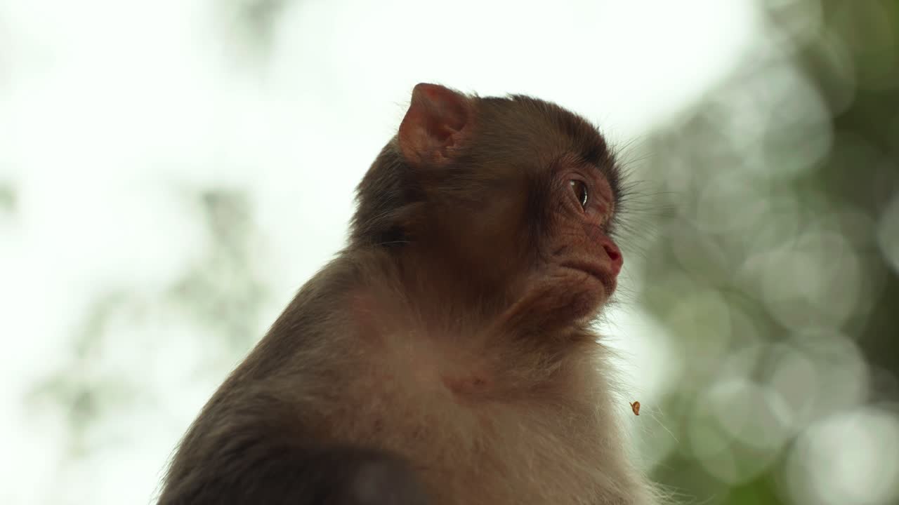 Emotional Wildlife Shot of a Monkey Face with Soft Light and Contrast