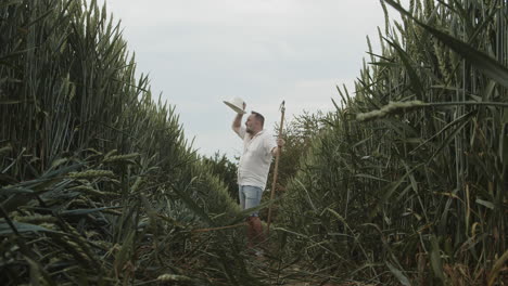 tired farmer in middle of cereal field looking around and walking towards camera, low angle shot