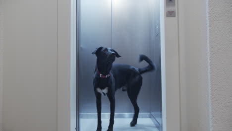 Dog-is-walking-in-elevator-and-sits-down