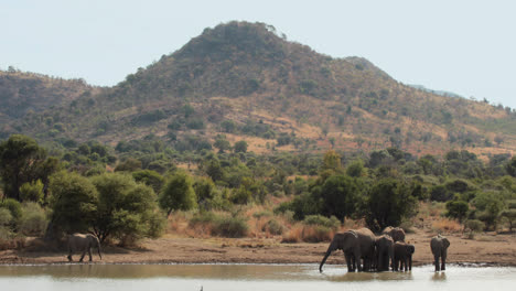 elephants drinking from watering hole