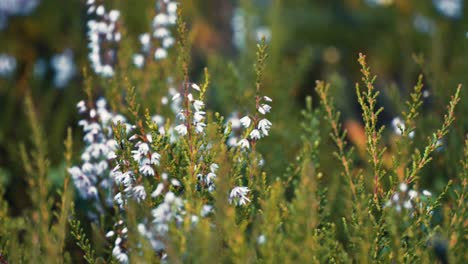 a close-up shot of the delicate white heather in the green meadow