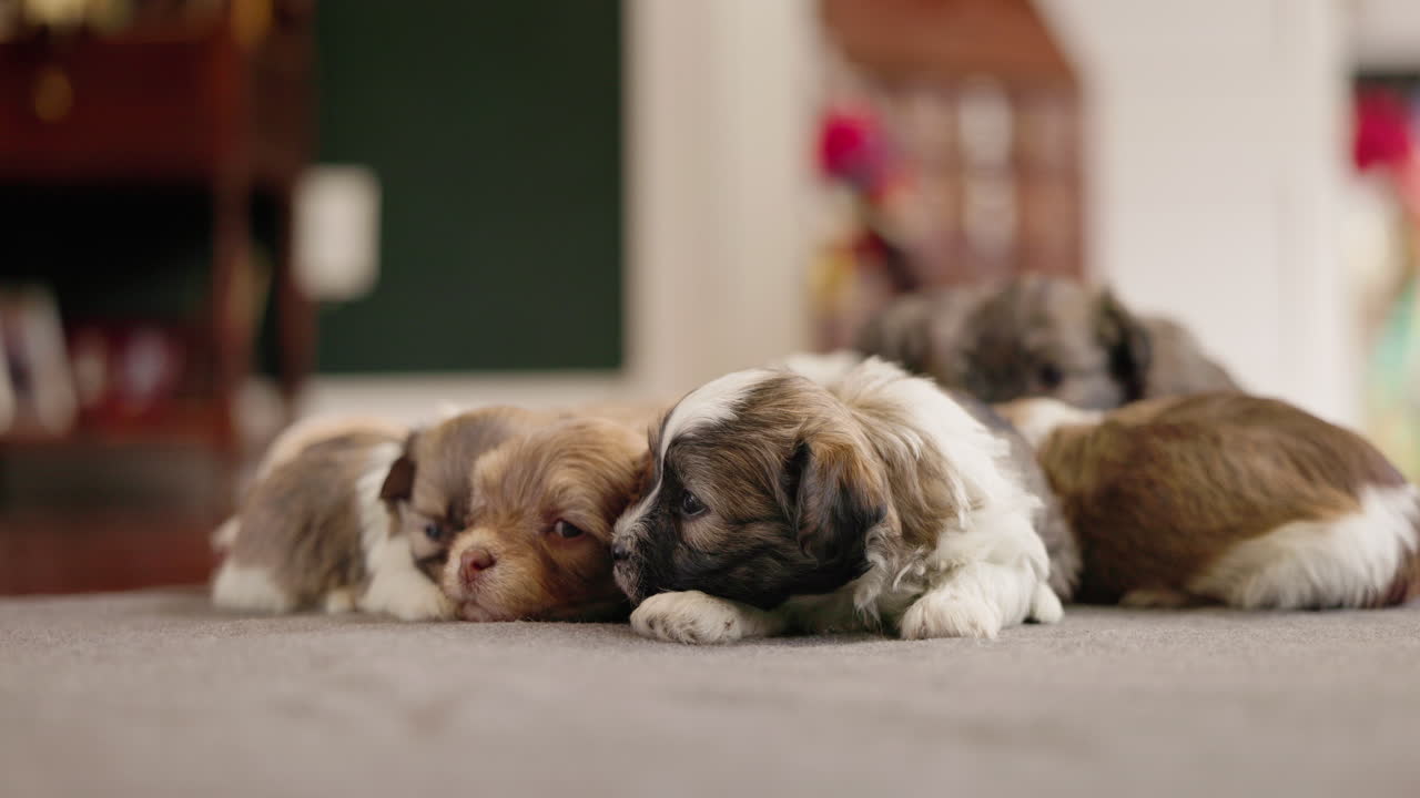 Adorabili piccoli cuccioli che riposano serenamente al chiuso