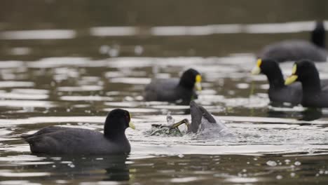grupo de fochas rojas nadando en el lago y buceando en busca de peces, de cerca