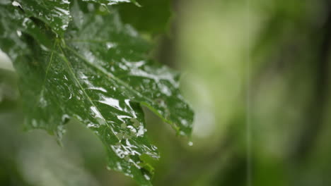 Clip-De-Lluvia-De-Hojas-De-Arce-1