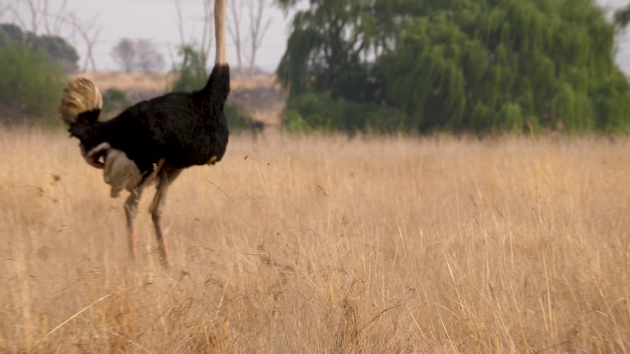 un maschio di struzzo sta in piedi nella savana e urina con una cloaca sporgente